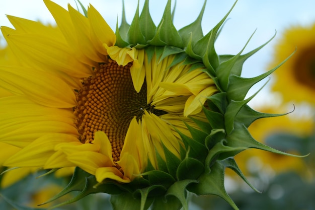 Aproximação de uma bela flor de girassol contra um céu azul claro e outros girassóis