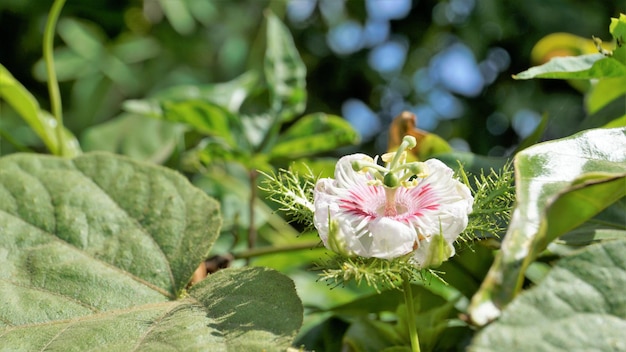 Aproximação de uma bela flor de maracujá selvagem, maracujá, limão de água selvagem