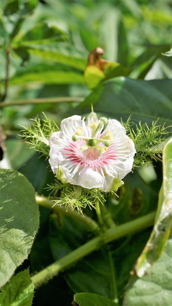 Aproximação de uma bela flor de maracujá selvagem, maracujá, limão de água selvagem