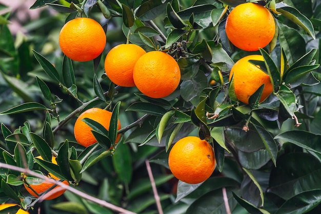 Aproximação de uma bela laranjeira com laranjas grandes laranjas redondas com gotas de chuva cercadas por muitas folhas verdes brilhantes foco suave