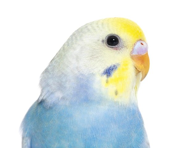 Aproximação de uma cabeça de pássaro Budgerigar arco-íris azul isolada em whi