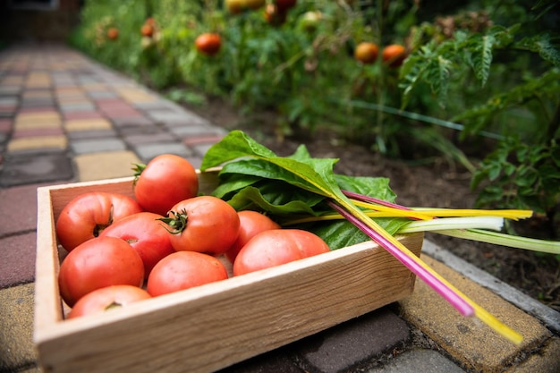 Aproximação de uma caixa de madeira com tomates suculentos maduros orgânicos colhidos e folhas verdes de acelga em uma fazenda ecológica