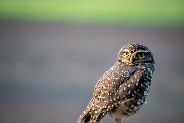 Aproximação de uma coruja-buraqueira Athene cunicularia em Iguazu