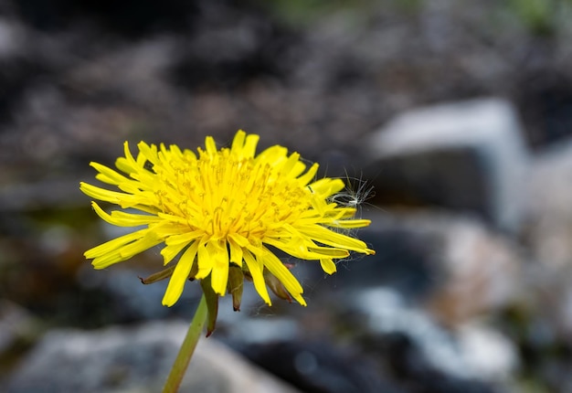 Aproximação de uma flor amarela de dente de leão com espaço para texto