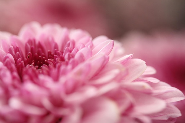 Aproximação de uma flor de crisântemo rosa, às vezes chamada de família de mães ou crisântemos asteraceae