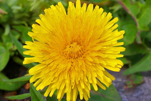 Foto aproximação de uma flor de dente-de-leão amarela em um prado
