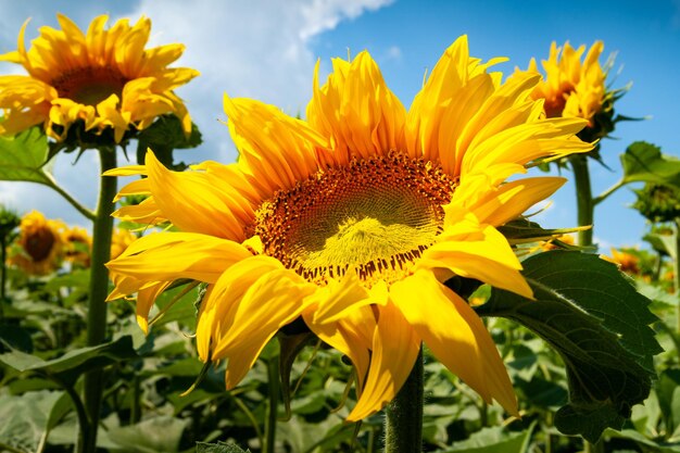 Aproximação de uma flor de girassol contra o céu Flores florescem girassol amarelo no campo de girassóis