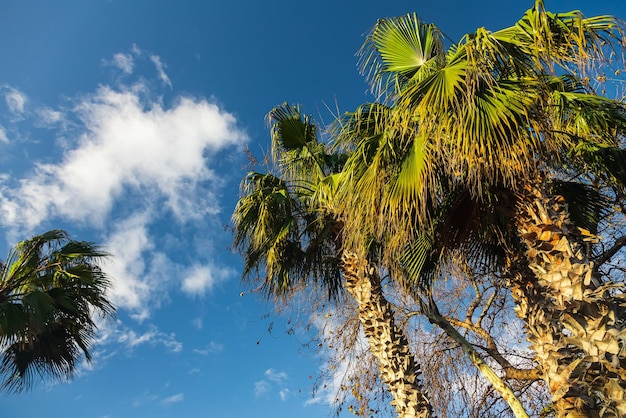 Aproximação de uma folha verde brilhante de uma palmeira sob o sol tropical brilhante sob o céu azul