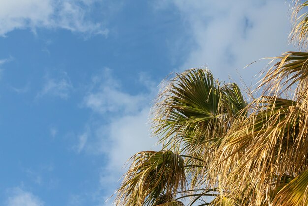 Aproximação de uma folha verde brilhante de uma palmeira sob o sol tropical brilhante sob o céu azul