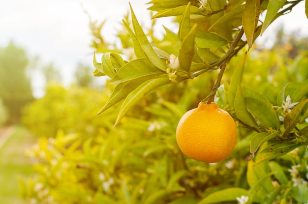 Aproximação de uma laranja madura pendurada em um galho de árvore