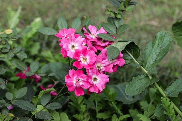 Aproximação de uma linda flor rosa florescendo no jardim