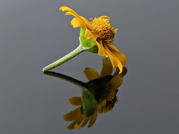 Aproximação de uma pequena flor amarela com reflexo na placa acrílica preta