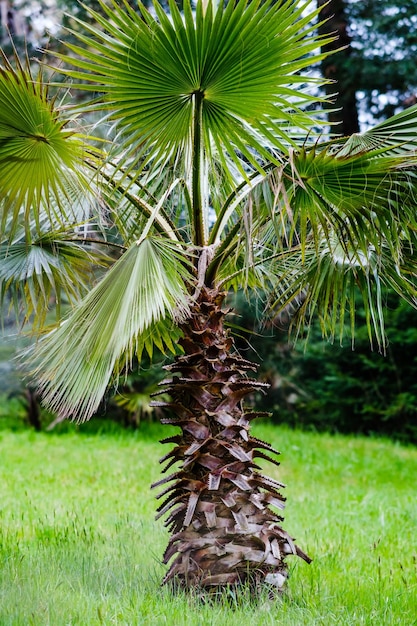 Aproximação de uma pequena palmeira crescendo no parque Fundo calmo natural com folhas de palmeira Cuidar da natureza