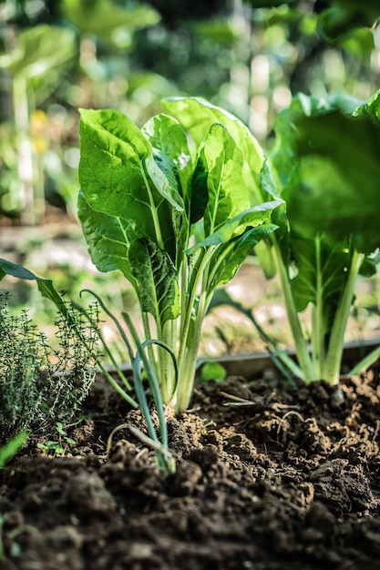 Aproximação de uma planta brotando de espinafre em um jardim