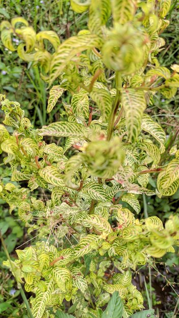 Aproximação de uma planta com folhas amarelas redtrunked