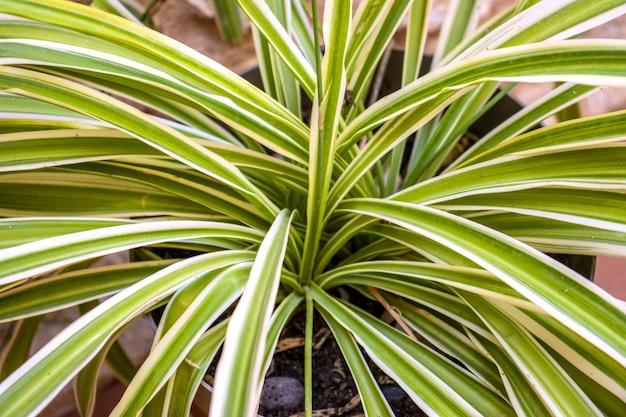 Aproximação de uma planta com muitas folhas Conceito verde da natureza