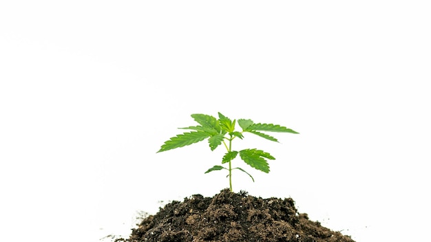 Aproximação de uma planta jovem de maconha medicinal crescendo no solo isolado em fundo branco