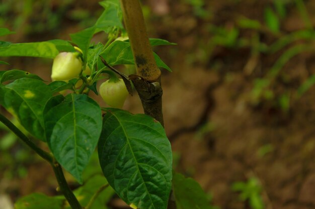 Aproximação de uma planta jovem de pimentão em um fundo desfocado Foco seletivo Espaço de texto