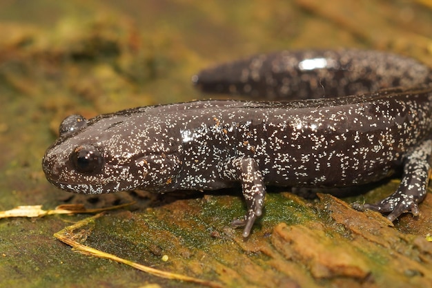 Aproximação de uma salamandra Ishizuchi subadulta salpicada branca, Hynobius hirosei endêmica do Japão