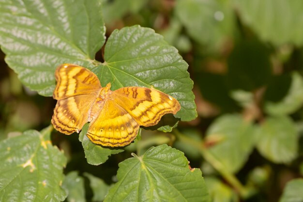 Foto aproximação de uma vibrante borboleta preta e amarela laranja descansando sobre uma planta verde exuberante na tailândia