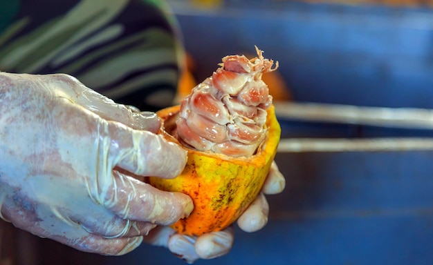 Aproximação de vagens de cacau maduras cortadas à mão de um trabalhador ou frutos de cacau amarelo Colheita de sementes de cacau