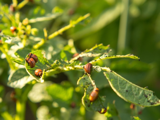 Aproximação do besouro da batata do Colorado e larvas na batata verde deixa o controle de pragas