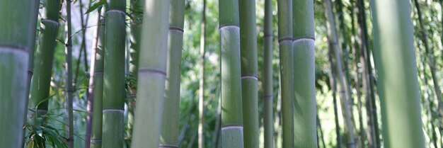 Aproximação do bosque de bambu verde natural ou fundo de papel de parede da floresta popular para turistas