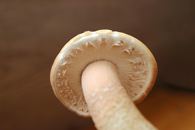 Aproximação do caule e boné de Pioppini de veludo maduro ou Cogumelos de choupo preto ou Yanagi Matsutake
