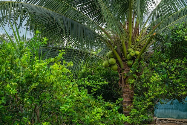 Aproximação do coco verde maduro no coqueiro da palmeira como um coco fresco e jovem no quintal da Tailândia