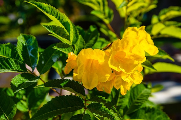 Aproximação do florescente tecoma stans também chamado de gengibre thomas trompete flor ou ancião amarelo