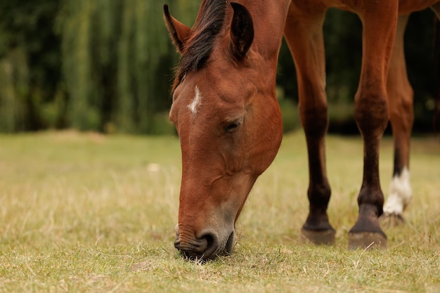 Aproximação do focinho de um cavalo que come grama em um prado no outono