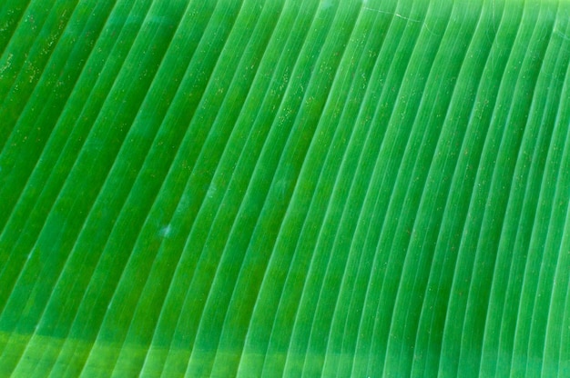 Aproximação do fundo abstrato da textura da folha de bananeira folha verde fresca para o fundo