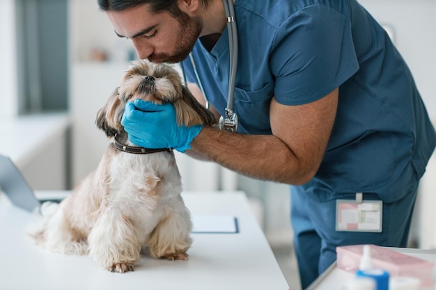 Aproximação do jovem veterinário curvando-se sobre um lindo e fofo yorkshire terrier