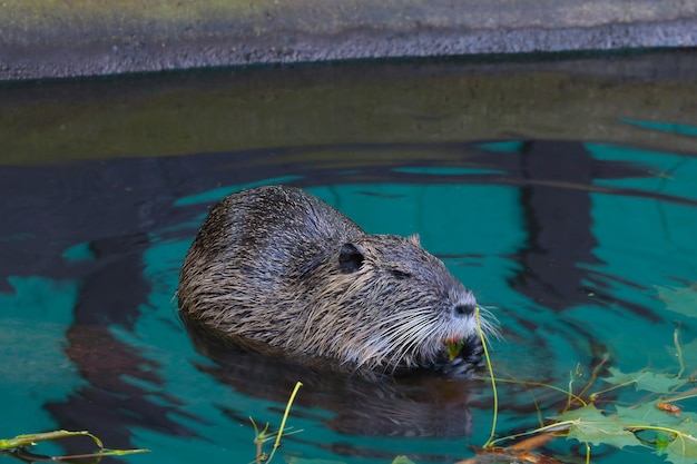 Aproximação do rato almiscarado na água Uma lontra come um galho de árvore