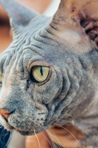 Aproximação do rosto de um lindo gato Esfinge olhando para longe, foto macro