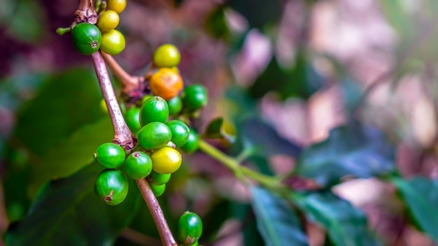 Aproximação dos grãos de café verde cru arábica bagas de café verde com uma árvore de café