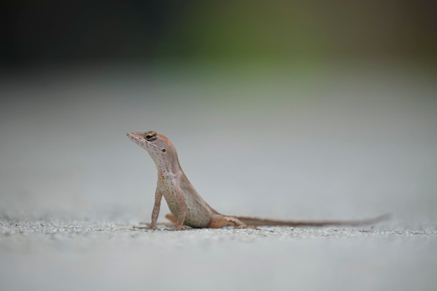 Aproximação macro de lagarto soprado sozinho aquecendo no sol de verão Anolis sagrei pequeno réptil nativo da Flórida EUA