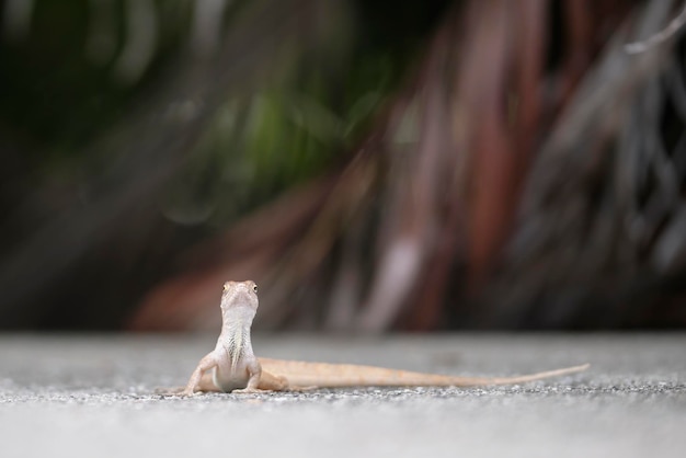 Aproximação macro de lagarto soprado sozinho aquecendo no sol de verão Anolis sagrei pequeno réptil nativo da Flórida EUA