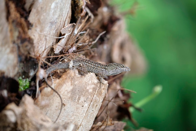 Aproximação macro de lagarto soprado sozinho aquecendo no sol de verão anolis sagrei pequeno réptil nativo da flórida eua