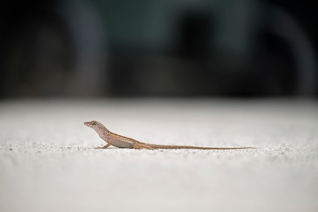 Aproximação macro de lagarto soprado sozinho aquecendo no sol de verão Anolis sagrei pequeno réptil nativo da Flórida EUA