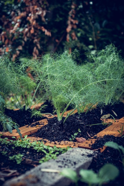 Aproximação seletiva da planta que brota de endro em um jardim