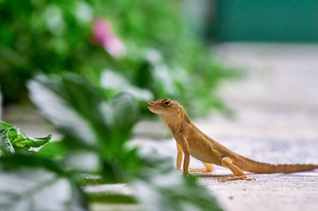 Aproximação seletiva de um lagarto em um quintal