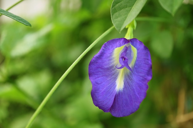 Aproximar uma ervilha borboleta roxa vibrante florescente ou uma flor de aparajita em sua árvore