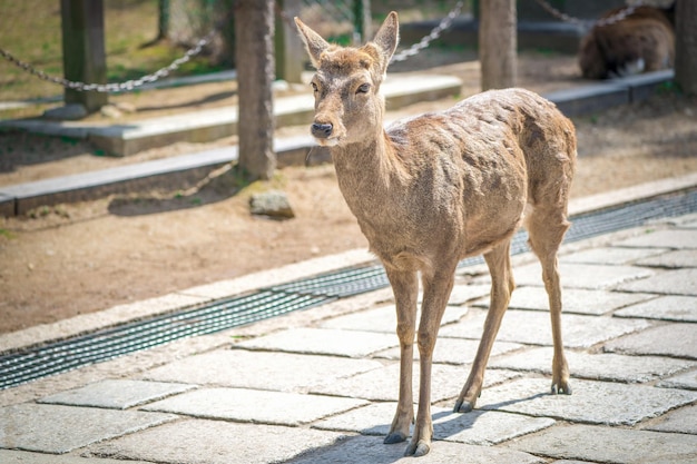 Aproxime-se do cervo fofo no templo Todaiji em Nara perfecture, no Japão