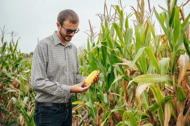 Apuesto agrónomo sostiene una computadora con tableta táctil en el campo de maíz y examina los cultivos antes de cosechar