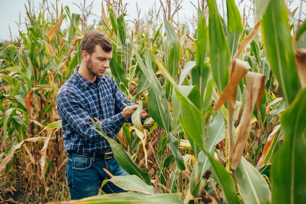 Foto apuesto agrónomo sostiene una computadora con tableta táctil en el campo de maíz y examina los cultivos antes de cosechar