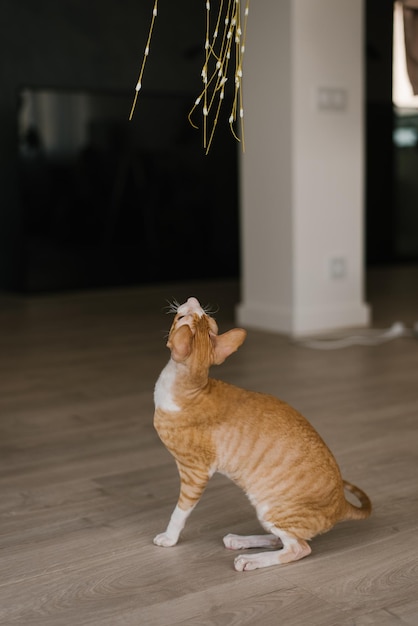 El apuesto gato rojo Cornish rex mira un juguete con el que se juega mientras está sentado en el suelo de la casa