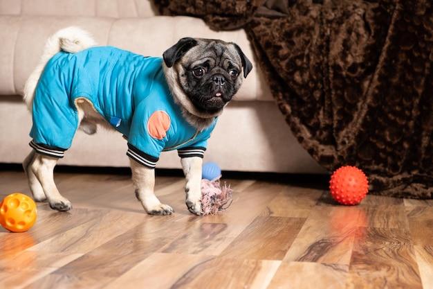 Un apuesto joven pug juega con pelotas de juguetes para perros