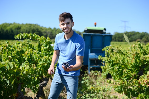 Apuesto joven recogiendo uvas durante la vendimia