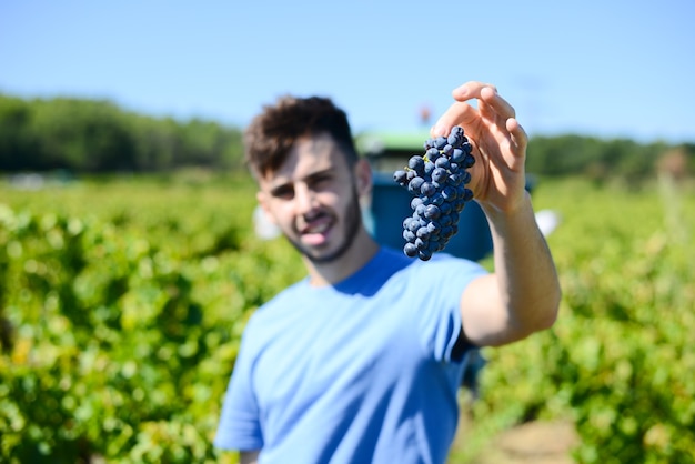 Apuesto joven recogiendo uvas durante la vendimia